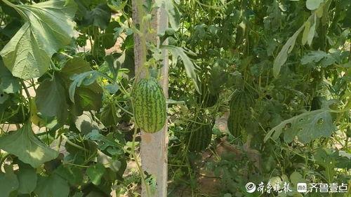 热门大瓜,热门大瓜背后的惊人真相